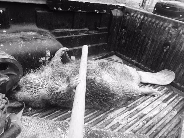 I shot that beaver with a .22 rifle