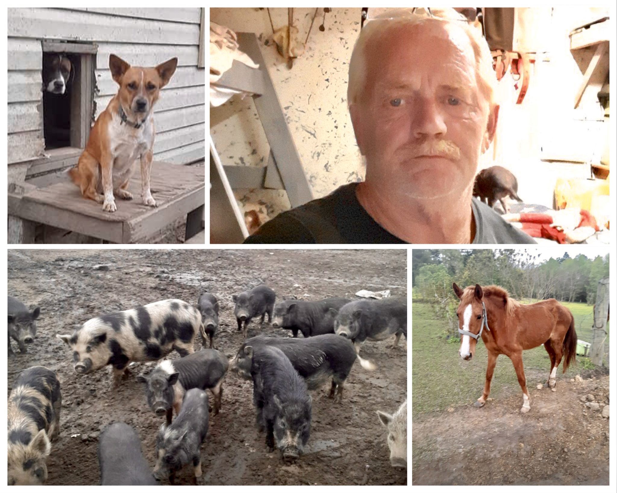 I rescue animals, but to be honest, they rescue me