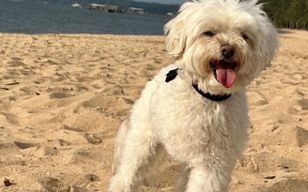 Clover makes people feel good