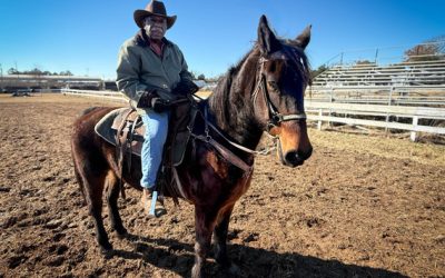 I’ve been riding horses in Mardi Gras parades for about 30 years